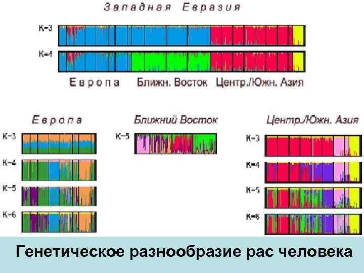 Генетическое разнообразие. Генетическое разнообразие человека. Генетическое разнообразие это в биологии. Генетическое разнообразие картинки. Генетическое разнообразие расы.