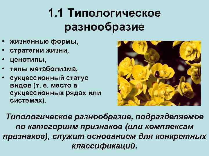 1. 1 Типологическое разнообразие • • • жизненные формы, стратегии жизни, ценотипы, типы метаболизма,
