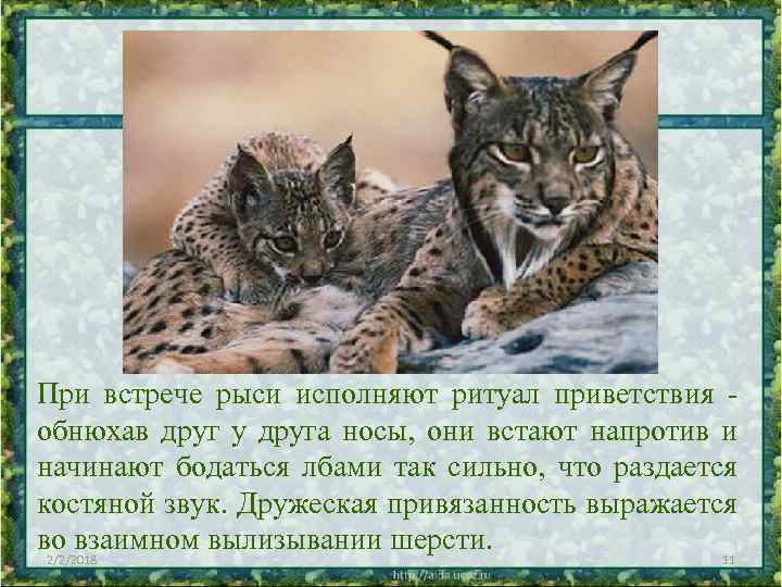При встрече рыси исполняют ритуал приветствия обнюхав друг у друга носы, они встают напротив