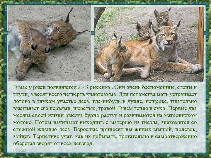  • В мае у рыси появляются 2 - 3 рысенка. Они очень беспомощны,