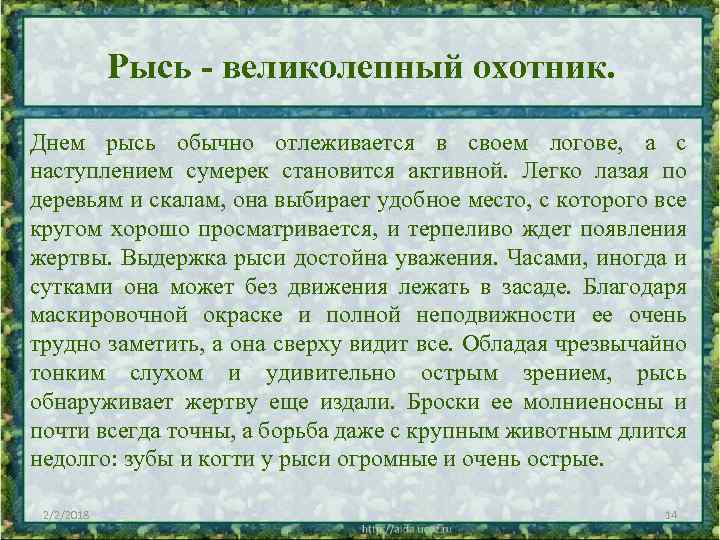 Рысь - великолепный охотник. Днем рысь обычно отлеживается в своем логове, а с наступлением