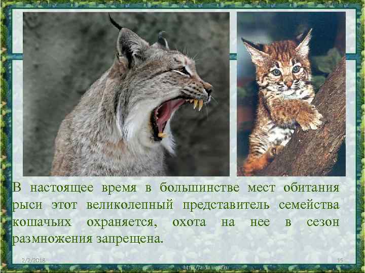В настоящее время в большинстве мест обитания рыси этот великолепный представитель семейства кошачьих охраняется,