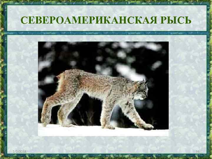 СЕВЕРОАМЕРИКАНСКАЯ РЫСЬ 2/2/2018 16 
