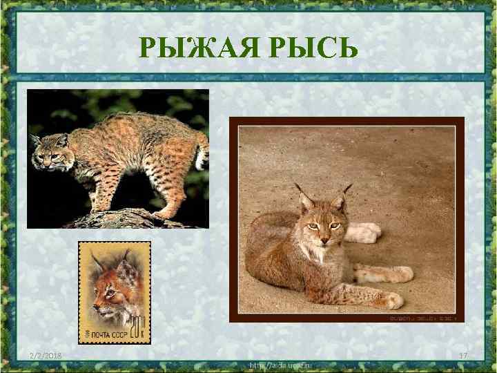 РЫЖАЯ РЫСЬ 2/2/2018 17 