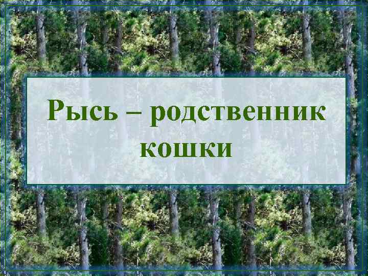 Рысь – родственник кошки 