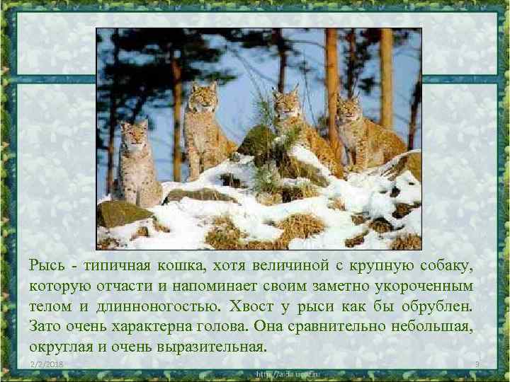 Рысь - типичная кошка, хотя величиной с крупную собаку, которую отчасти и напоминает своим