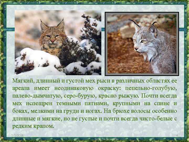 Мягкий, длинный и густой мех рыси в различных областях ее ареала имеет неодинаковую окраску: