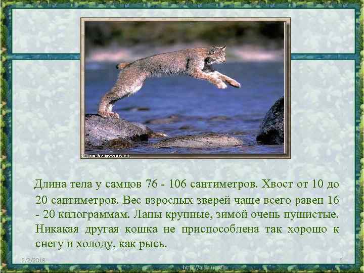 Длина тела у самцов 76 - 106 сантиметров. Хвост от 10 до 20 сантиметров.