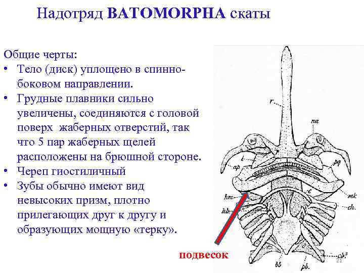 Строение ската схема