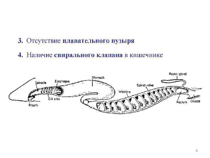 Технологическая схема обработки рыбы с хрящевым скелетом