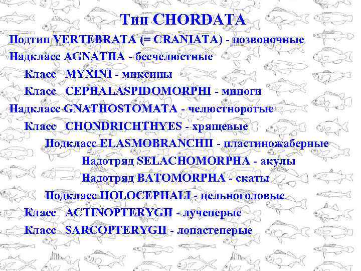 Тип CHORDATA Подтип VERTEBRATA (= CRANIATA) - позвоночные Надкласс AGNATHA - бесчелюстные Класс MYXINI