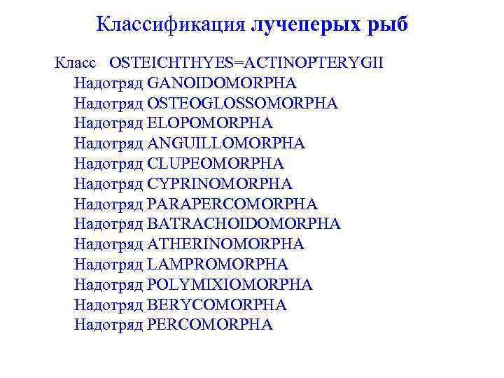 Классификация лучеперых рыб Класс OSTEICHTHYES=ACTINOPTERYGII Надотряд GANOIDOMORPHA Надотряд OSTEOGLOSSOMORPHA Надотряд ELOPOMORPHA Надотряд ANGUILLOMORPHA Надотряд