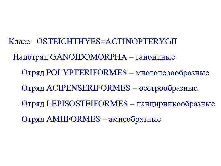 Класс OSTEICHTHYES=ACTINOPTERYGII Надотряд GANOIDOMORPHA – ганоидные Отряд POLYPTERIFORMES – многоперообразные Отряд ACIPENSERIFORMES – осетрообразные