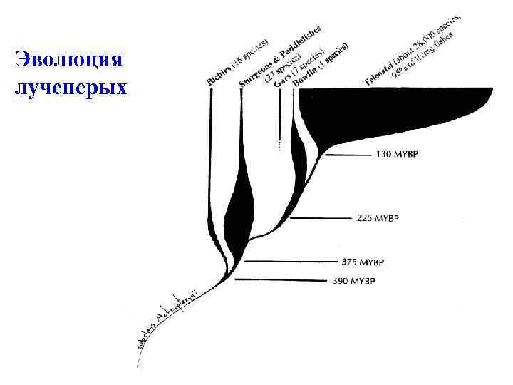 Эволюция лучеперых 