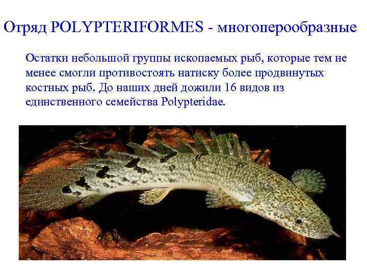 Отряд POLYPTERIFORMES - многоперообразные Остатки небольшой группы ископаемых рыб, которые тем не менее смогли