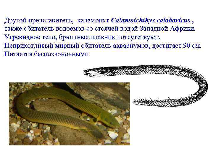 Другой представитель, каламоихт Calamoichthys calabaricus , также обитатель водоемов со стоячей водой Западной Африки.