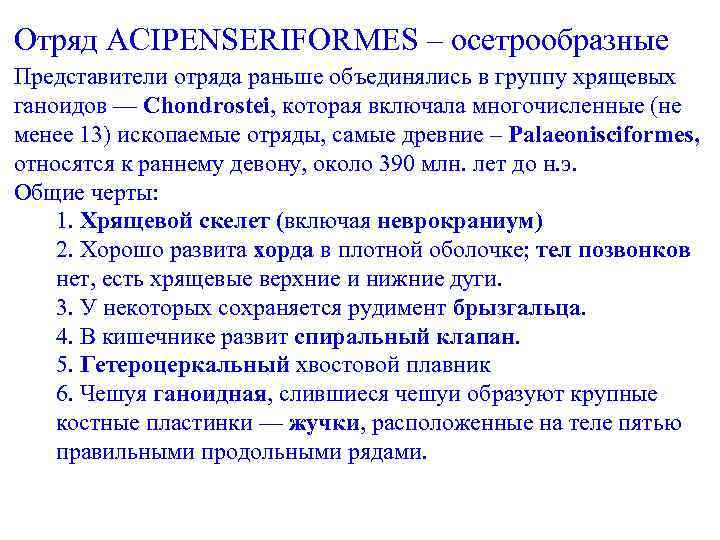 Отряд ACIPENSERIFORMES – осетрообразные Представители отряда раньше объединялись в группу хрящевых ганоидов — Chondrostei,