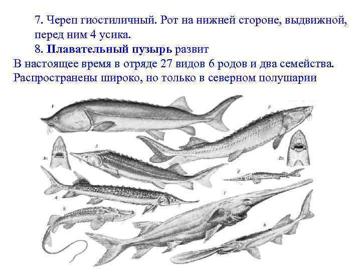 7. Череп гиостиличный. Рот на нижней стороне, выдвижной, перед ним 4 усика. 8. Плавательный