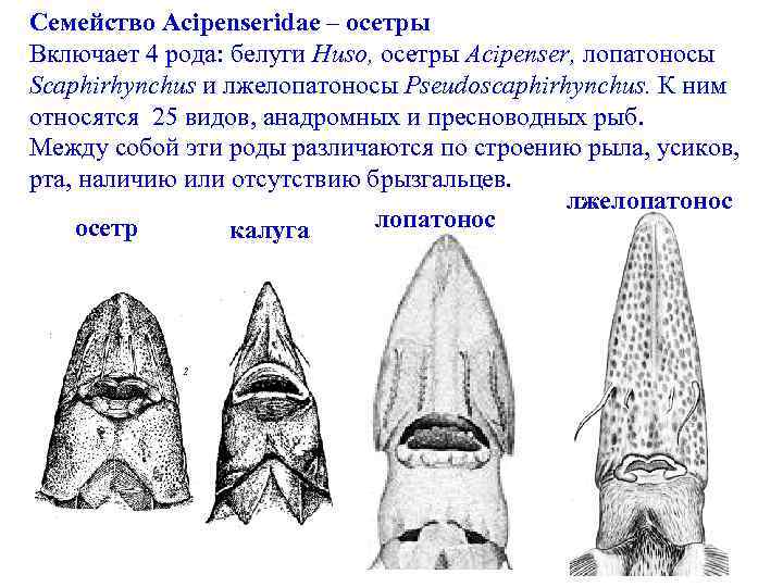 Семейство Acipenseridae – осетры Включает 4 рода: белуги Huso, осетры Acipenser, лопатоносы Scaphirhynchus и