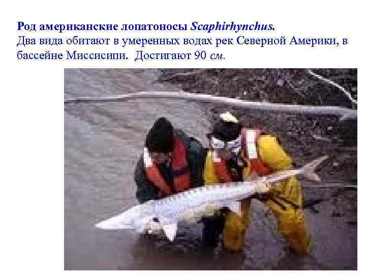 Род американские лопатоносы Scaphirhynchus. Два вида обитают в умеренных водах рек Северной Америки, в