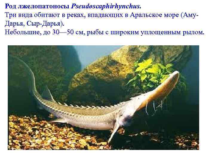 Род лжелопатоносы Pseudoscaphirhynchus. Три вида обитают в реках, впадающих в Аральское море (Аму. Дарья,