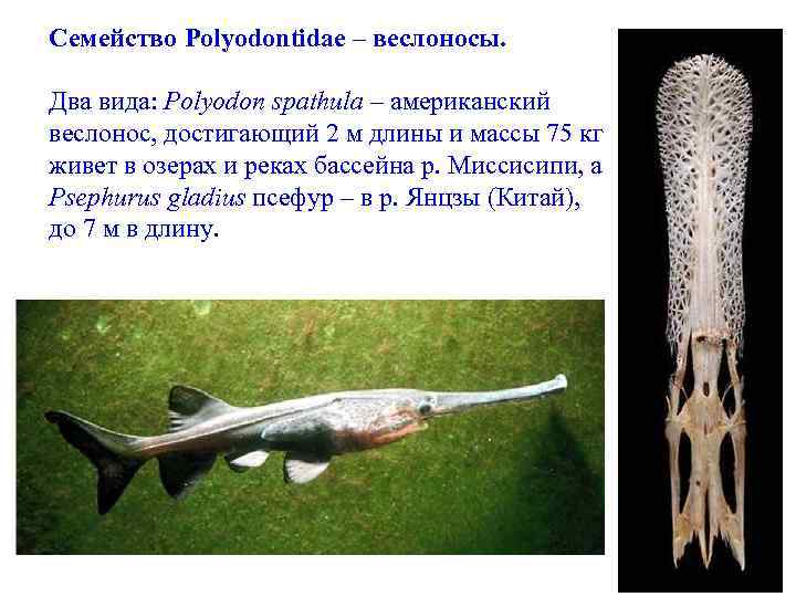 Семейство Polyodontidae – веслоносы. Два вида: Polyodon spathula – американский веслонос, достигающий 2 м