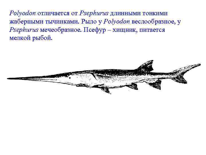 Polyodon отличается от Psephurus длинными тонкими жаберными тычинками. Рыло у Polyodon веслообразное, у Psephurus