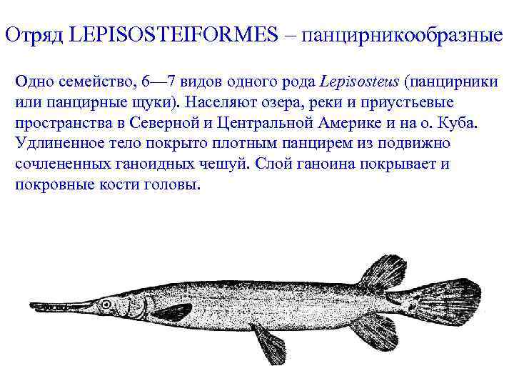 Отряд LEPISOSTEIFORMES – панцирникообразные Одно семейство, 6— 7 видов одного рода Lepisosteus (панцирники или