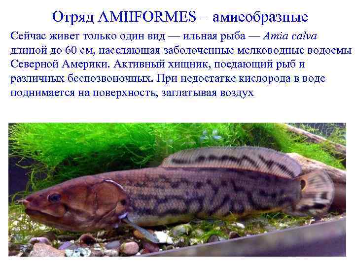 Отряд AMIIFORMES – амиеобразные Сейчас живет только один вид — ильная рыба — Amia