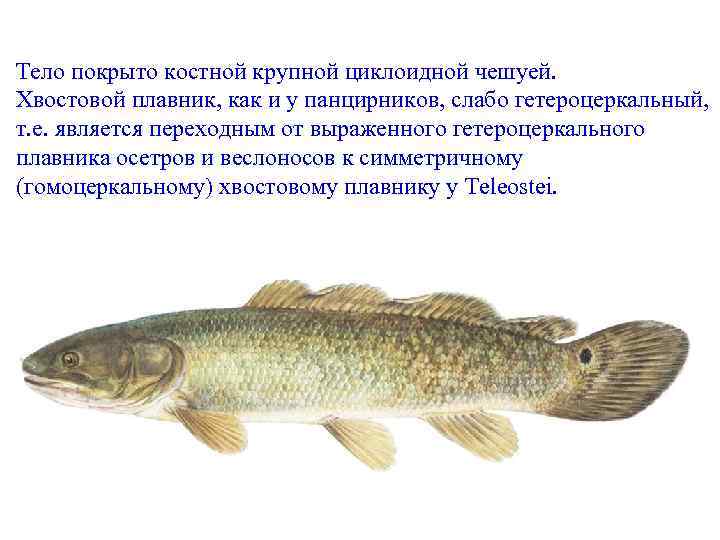 Тело покрыто костной крупной циклоидной чешуей. Хвостовой плавник, как и у панцирников, слабо гетероцеркальный,