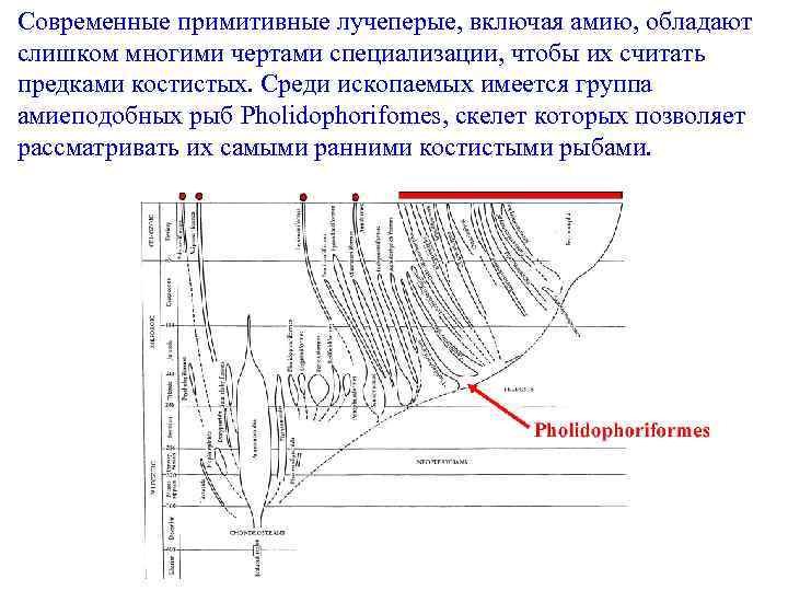 Современные примитивные лучеперые, включая амию, обладают слишком многими чертами специализации, чтобы их считать предками