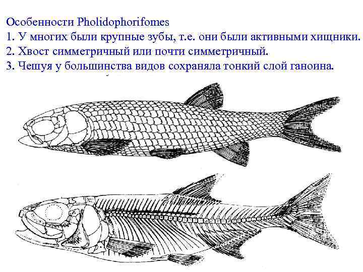 Особенности Pholidophorifomes 1. У многих были крупные зубы, т. е. они были активными хищники.