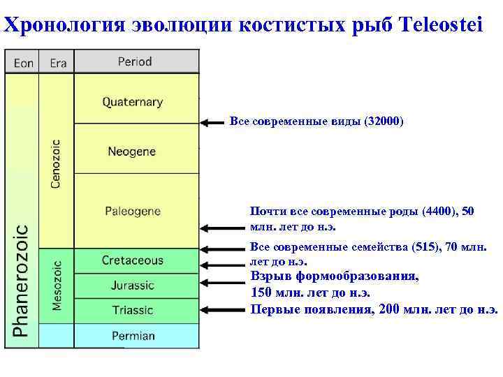 Хронология эволюции костистых рыб Teleostei Все современные виды (32000) Почти все современные роды (4400),