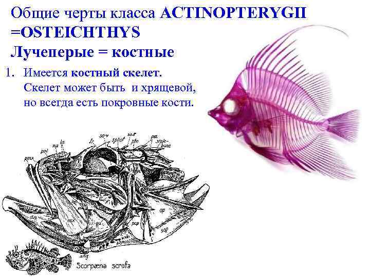 Какой скелет у костных. Лучепёрые рыбы скелет. Лучепёрые рыбы особенности строения. Общаяхарактеристика ка лучеперых рыб. Лучеперые рыбы представители.