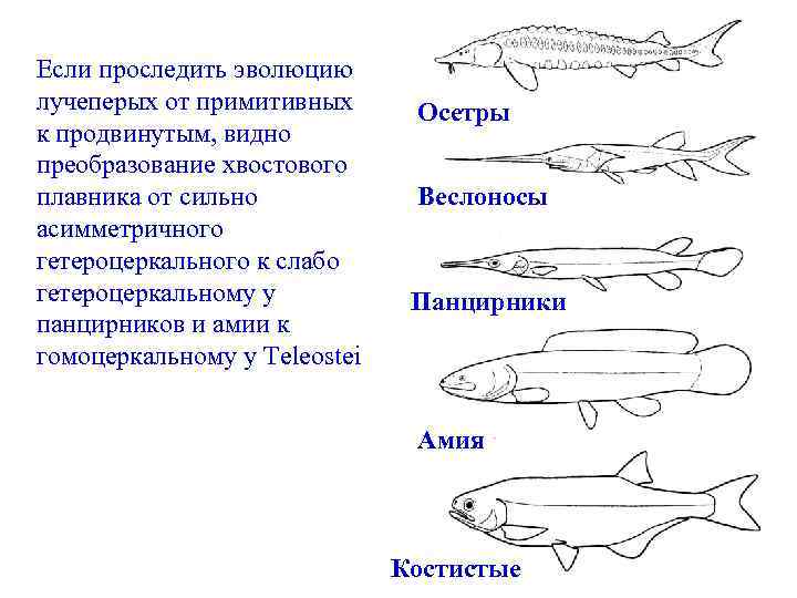 Если проследить эволюцию лучеперых от примитивных к продвинутым, видно преобразование хвостового плавника от сильно