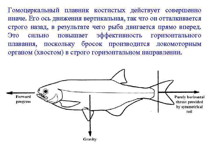Гомоцеркальный плавник костистых действует совершенно иначе. Его ось движения вертикальная, так что он отталкивается