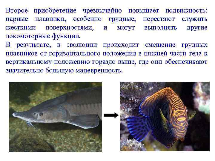 Имеет парные плавники