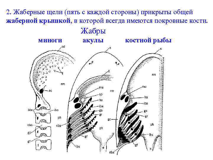 Жаберные крышки у костных рыб