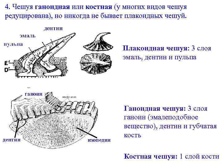 Ганоидная чешуя у каких рыб