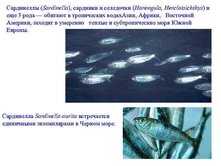 Cардинеллы (Sardinella), сардинки и селедочки (Harengula, Herclotsichthys) и еще 3 рода — обитают в