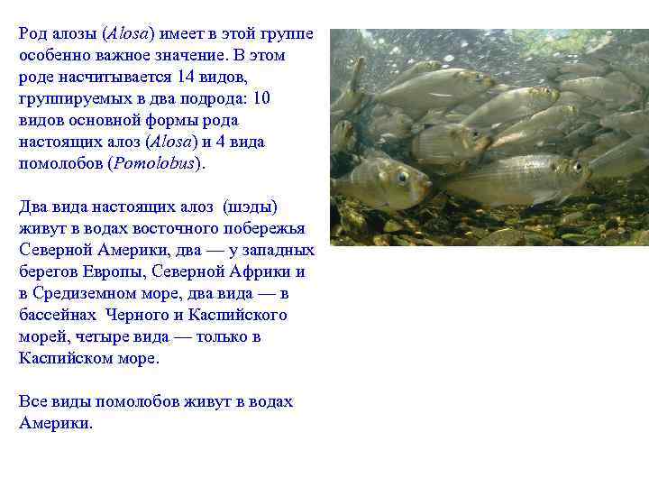 Род алозы (Alosa) имеет в этой группе особенно важное значение. В этом роде насчитывается