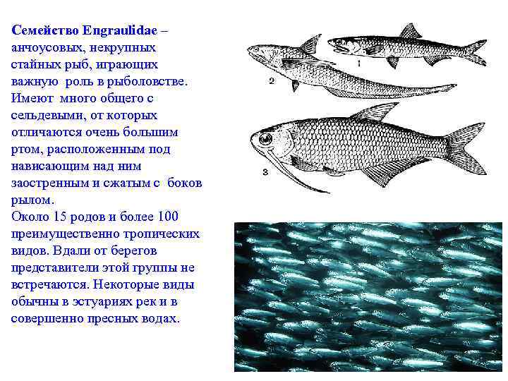 Семейство Engraulidae – анчоусовых, некрупных стайных рыб, играющих важную роль в рыболовстве. Имеют много