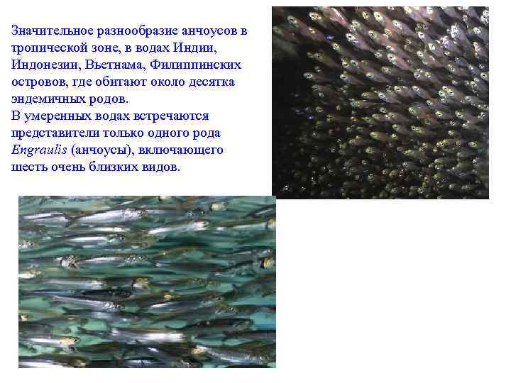 Значительное разнообразие анчоусов в тропической зоне, в водах Индии, Индонезии, Вьетнама, Филиппинских островов, где