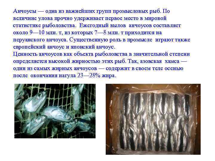Анчоусы — одна из важнейших групп промысловых рыб. По величине улова прочно удерживает первое