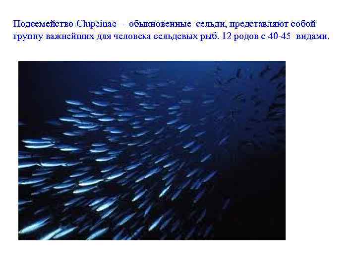 Подсемейство Clupeinae – обыкновенные сельди, представляют собой группу важнейших для человека сельдевых рыб. 12