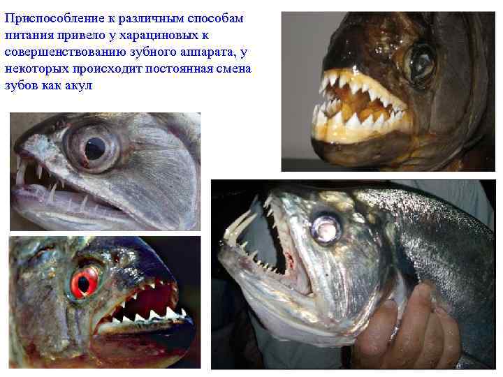 Приспособление к различным способам питания привело у харациновых к совершенствованию зубного аппарата, у некоторых
