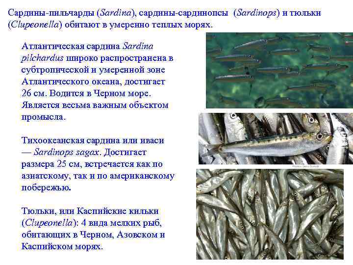 Сардины-пильчарды (Sardina), сардины-сардинопсы (Sardinops) и тюльки (Clupeonella) обитают в умеренно теплых морях. Атлантическая сардина