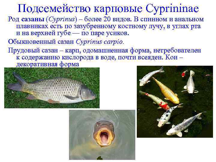 Подсемейство карповые Cyprininae Род сазаны (Cyprinus) – более 20 видов. В спинном и анальном