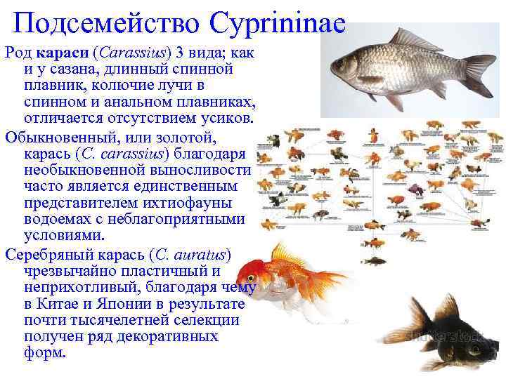 Подсемейство Cyprininae Род караси (Carassius) 3 вида; как и у сазана, длинный спинной плавник,
