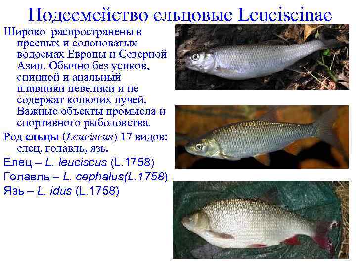 Подсемейство ельцовые Leuciscinae Широко распространены в пресных и солоноватых водоемах Европы и Северной Азии.